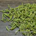 Best green tea to buy